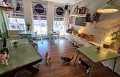 Dinerbon.com Leeuwarden Kattencafé PoesPas